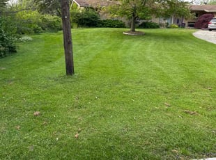 Liliana R.'s Lawn Mowing service result