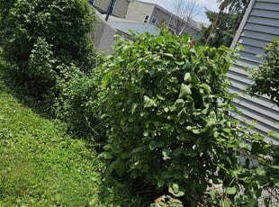 Bush Trimming by Richard Solier for Magdy G. in Bayonne, NJ