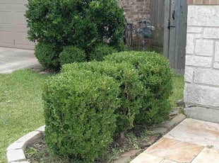 Bush Trimming by Carina Perez for Michelle W. in Spring, TX