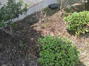 Weeding by Jorge Veloz Castaneda for Rashmi S. in Hutto, TX