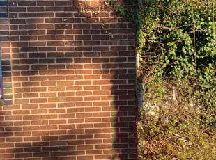 Bush Trimming by Dewayne Hopkins for Charles W. in Dundalk, MD
