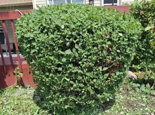Bush Trimming by Andres Aguilar for Ajay S. in Hoffman Estates, IL
