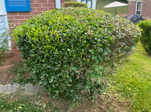 Bush Trimming by EL AllA-MuAmAd for Ray . in Charlotte, NC