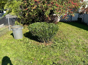 Bush Trimming by Cesilia Servin-Vega for Lucille K. in Vancouver, WA
