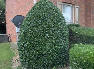 Bush Trimming by Armando J for Kelly J. in Duluth, GA