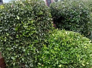 Bush Trimming by Enrique Juarez for huan c. in Acworth, GA