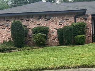 Bush Trimming by Kimberly GonzΓ‘lez for Janice j. in Friendswood, TX
