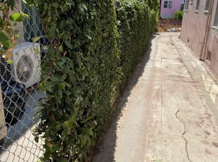 Bush Trimming by Ross Johnson for Shafiul I. in Los Angeles, CA