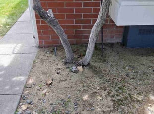 Cleanups by Keith Kehl for Lorena L. in Reno, NV