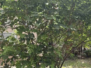 Weeding by James Randolph for Natasha F. in The Bronx, NY