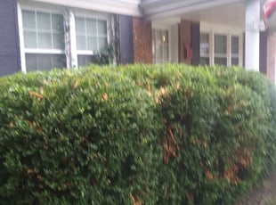Bush Trimming by Demetrius Curry for Justin D. in Tulsa, OK