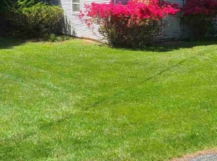 Sonya M.'s Lawn Mowing Service service result