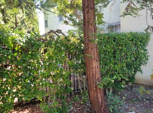 Bush Trimming by Eric Cruz for Sana G. in San Jose, CA