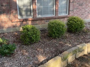 Bush Trimming by Nick Sulouff for Lynda S. in Flower Mound, TX