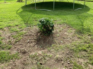 Bush Trimming by Moises Perez for Dianna M. in Baytown, TX