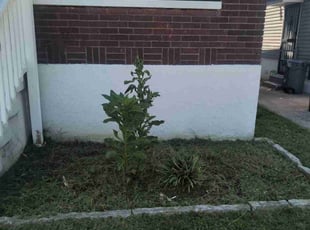 Weeding by Jason Phillips for Taylor S. in Louisville, KY