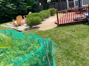 Bush Trimming by Bartolo Alvarez for Chris S. in Silver Spring, MD