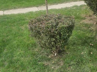 Bush Trimming by Robert Doedy for Karl R. in Milwaukee, WI