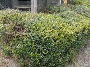 Bush Trimming by Heather Carter for Valeriy B. in Jacksonville, FL