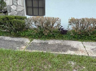 Bush Trimming by Luis Aviles for Bessie H. in Lakeland, FL