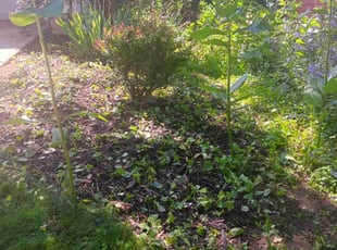 Weeding by Jennifer Owens for Bobbie K. in Madison, WI