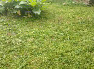 Weeding by Christopher Rhyne for Jerrin C. in Middleton, WI