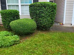 Bush Trimming by Brinson Gardner for Brenda G. in Covington, GA