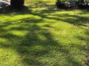 Margaretta P.'s Lawn Service service result