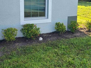 Bush Trimming by Brett Hobaugh for Kayla M. in Cape Coral, FL