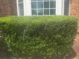 Bush Trimming by Kody Brown for Walter P. in Fredericksburg, VA