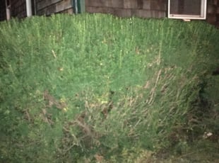 Bush Trimming by Jacob Gardner for Joshua J. in Woonsocket, RI