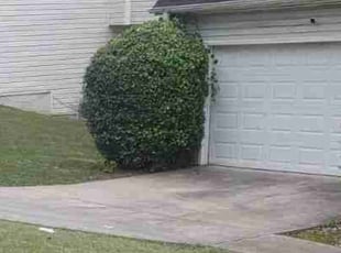 Bush Trimming by Chris Towery for Ashton L. in Lawrenceville, GA