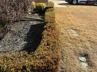Bush Trimming by Alfredo Cisneros for Amanda J. in Plano, TX