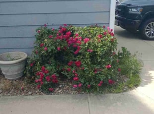 Bush Trimming by Wayne Mead for Michael D. in Fountain, CO