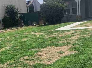 Bush Trimming by Edward Walsh for Shalana M. in Perris, CA