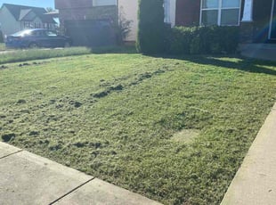 Christina C.'s Lawn Mowing service result