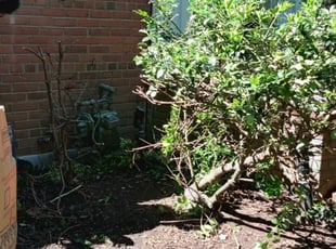 Bush Trimming by Amber Fuentes for Matt L. in Washington, DC