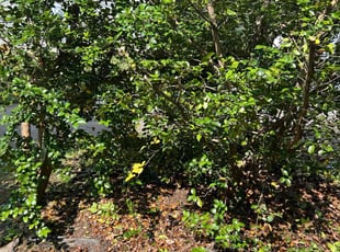 Bush Trimming by Robert Hatton for James J. in Fredericksburg, VA