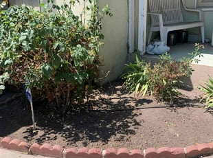 Jim A.'s Weeding service result