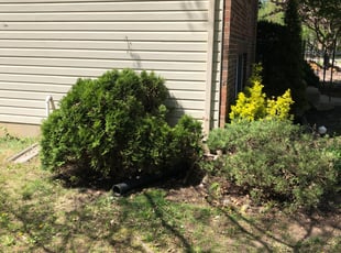 Leaf Removal by Aaron Thichangthong for Stephanie M. in Alexandria, VA
