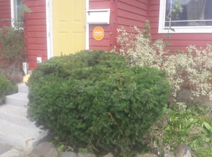 Bush Trimming by Josh Sheffield for Linda L. in Spokane, WA