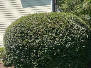 Bush Trimming by Chrishun Webber for Dianna S. in Marietta, GA