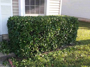 Bush Trimming by Shane MacMichael for Mahdi M. in Silver Spring, MD