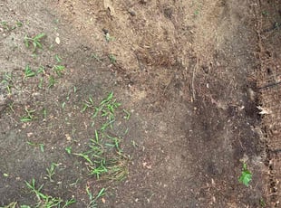 Wiley Y.'s Cleanups service result