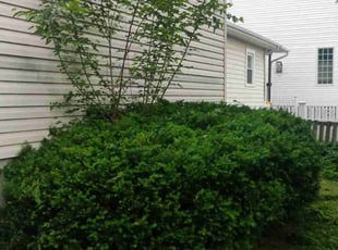 Bush Trimming by Jami Hughes for Lynn J. in Sewickley, PA