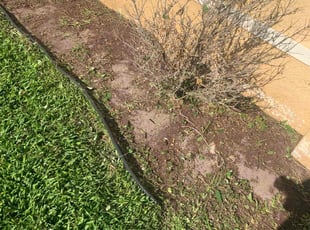 Weeding by Kevis Shephard for Serge P. in Lutz, FL