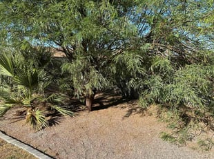 Leaf Removal by Kenneth Cannon for Kristen H. in Mesa, AZ