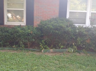 Bush Trimming by Matt Ernst for Joseph M. in Louisville, KY
