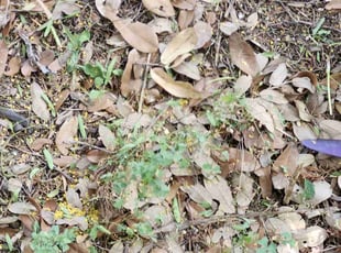 Weeding by Raymond Maddox for Shawna C. in San Antonio, TX