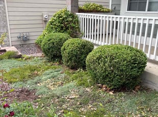 Bush Trimming by Jose Almanza for Michael M. in Littleton, CO